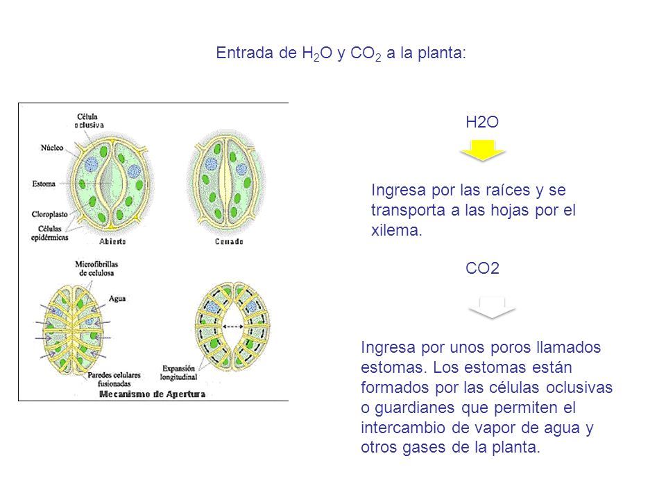 FOTOSINTESIS. ESTRUCTURAS PARTICIPANTES Los Cloroplastos Se Componen De ...