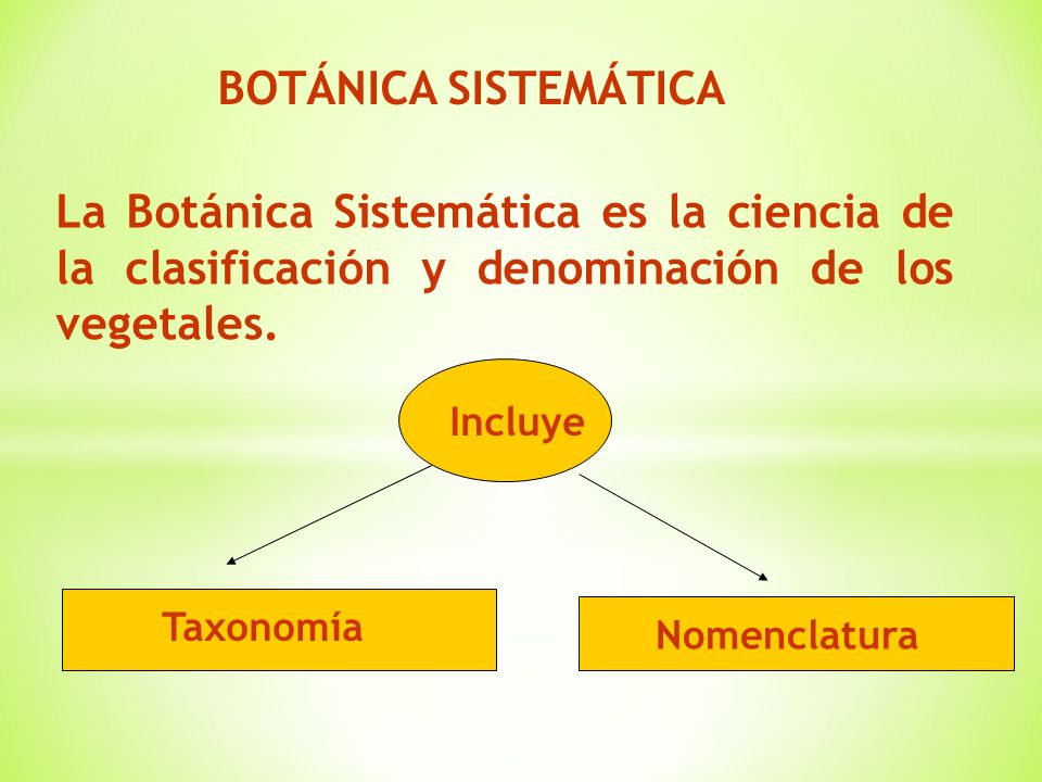 Botánica Sistemática Clasificaciones Botánicas Ppt Descargar 1305