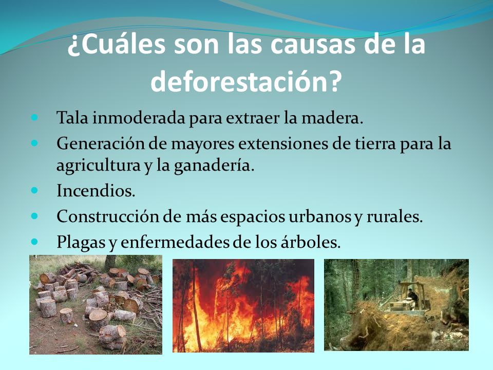 Reforestación y Deforestación “¡A REFORESTAR SE HA DICHO!” Mayo ppt  descargar