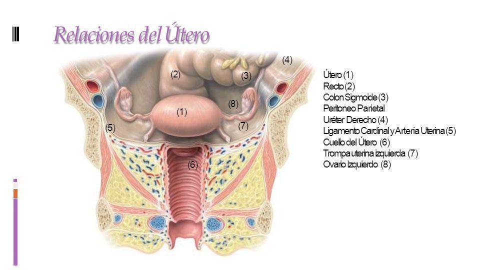 Ligamento redondo del utero