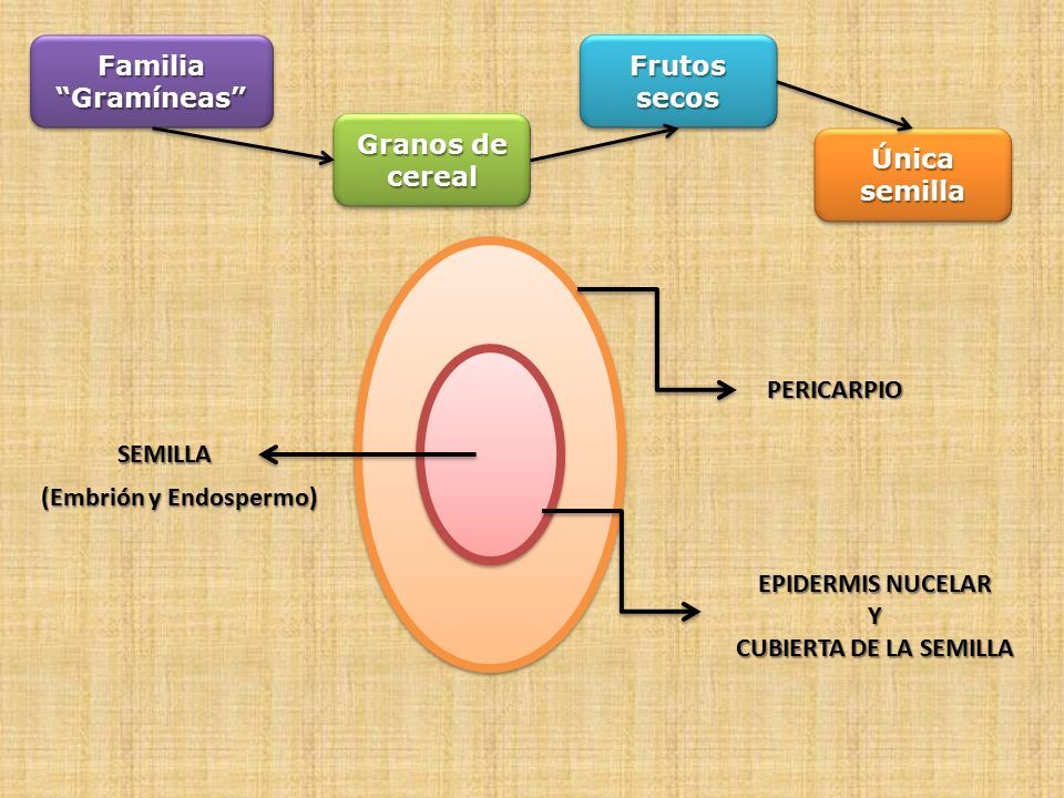 Estructura del grano: salvado, endospermo y germen - pandecalidad