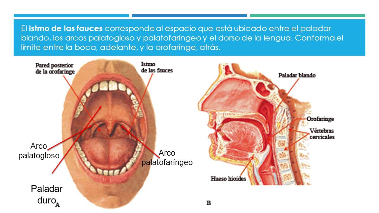 Зев. Перешеек зева анатомия. Полость рта и перешеек зева.